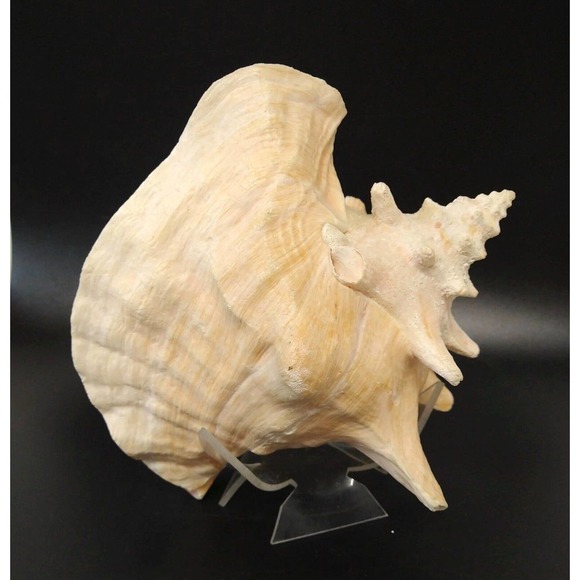 Large Natural Conch Florida Fighting Queen Shell 8" x 6" Over 2 Pounds - Picture 4 of 5